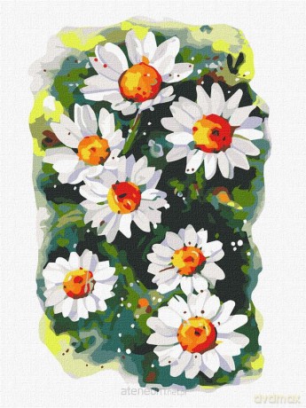 Malowanie po numerach - Kruche stokrotki 30x40 cm