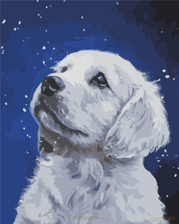 Malowanie po numerach - Labrador 40x50 cm