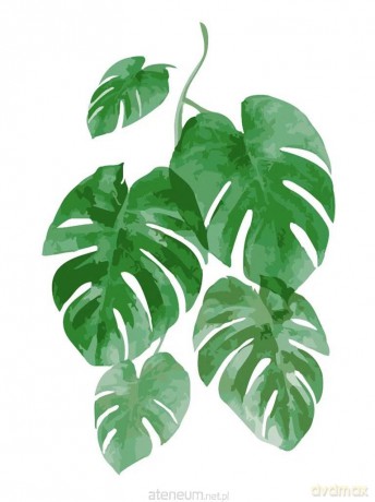 Malowanie po numerach - Monstera 30x40 cm