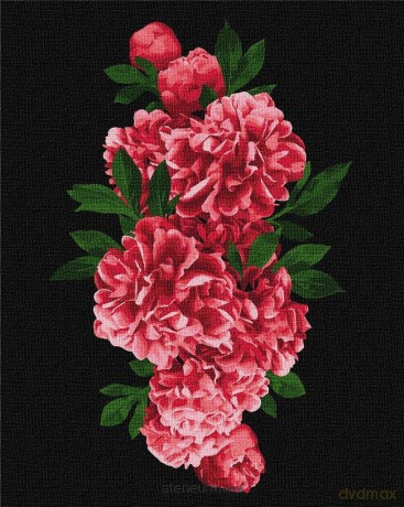 Malowanie po numerach - Namiętne piwonie 40x50 cm