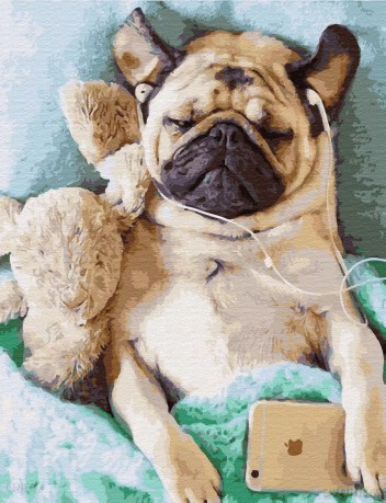Malowanie po numerach - Śpiący mops 40x50 cm