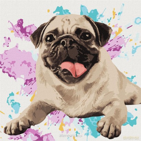 Malowanie po numerach - Ulubiony mops 40x40 cm