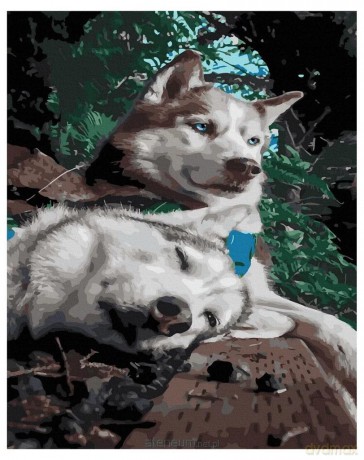 Malowanie po numerach - Zabawny husky 40x50 cm
