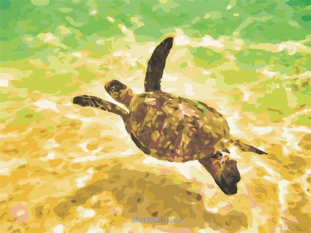 Malowanie po numerach - Żółw morskii 30x40 cm