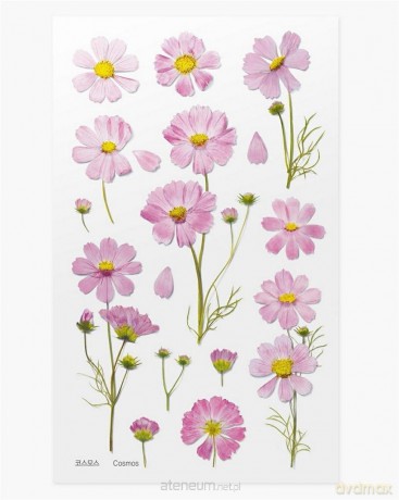 Naklejki ozdobne kwiaty - Aster