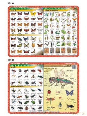 Podkładka edukacyjna 025 - Motyle, owady, anatomia..