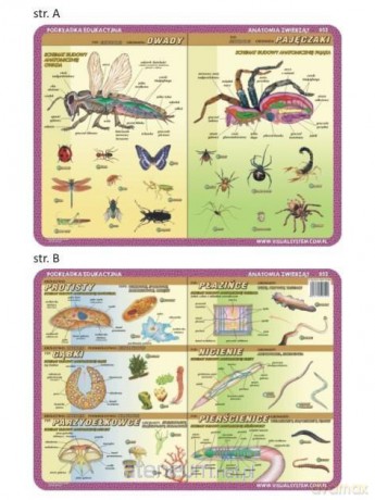 Podkładka edukacyjna 052 - Anatomia: owady, pajęczaki..