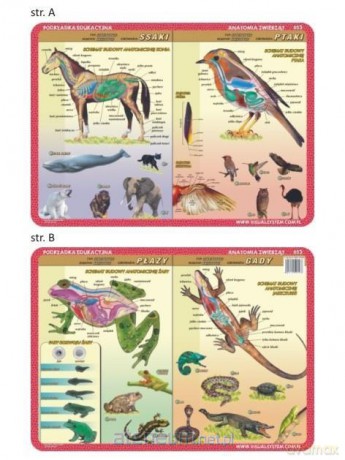 Podkładka edukacyjna 053 - Anatomia: ssaki, ptaki, płazy