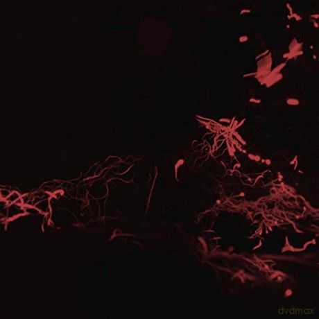 Svarte Greiner: Moss Garden [CD]