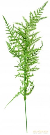 Kompozycja Kwiatowa Asparagus Vc2651 Arpex
