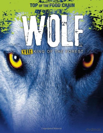 Top of the Food Chain: Wolf: Killer King of the Forest - Angela Royston [KSIĄŻKA]