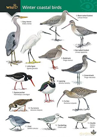 Winter Coastal Birds: OP179 - Sue Loughran [KSIĄŻKA]