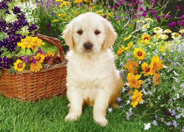 TREFL 500 El. Labradorek w ogrodzie 37160 [PUZZLE]