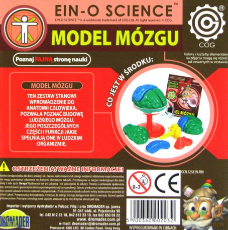 Profesor Albert mini - Model mózgu [GRA]