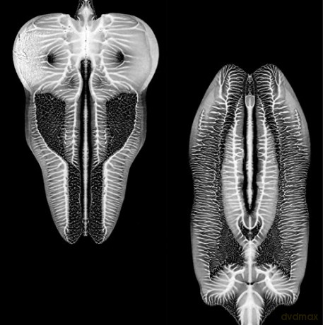 The Skull Defekts: Dances In Dreams Of The Known Unknown [Winyl]