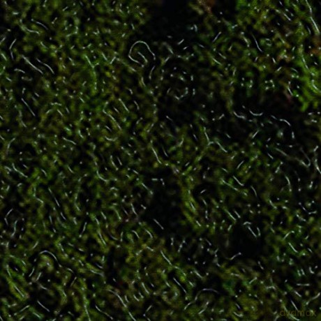 Swamp Harbour: Swamp Harbour [Winyl]