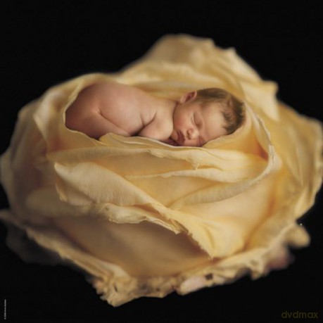 SCHMIDT SPIELE 1000 El. El. Anne Geddes Dziecko w kremowej róży Kwadratowe [PUZZLE]