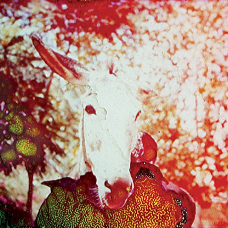 Jerusalem In My Heart: If He Dies If If If If If If [CD]