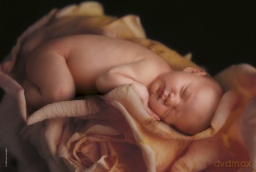SCHMIDT SPIELE 500 El. Anne Geddes Maleństwo na różowej róży [PUZZLE]