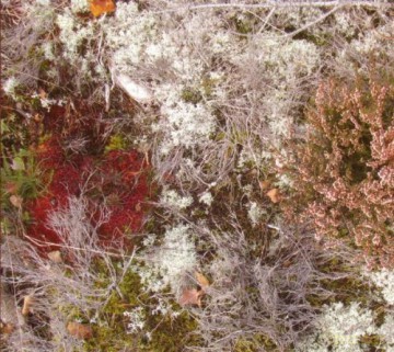 Fursaxa: Mycorrhizae Realm [Winyl]