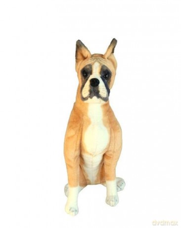 Boxer siedzący 64 cm