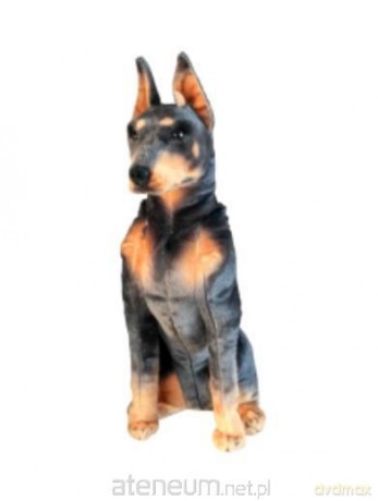 Doberman 66 cm