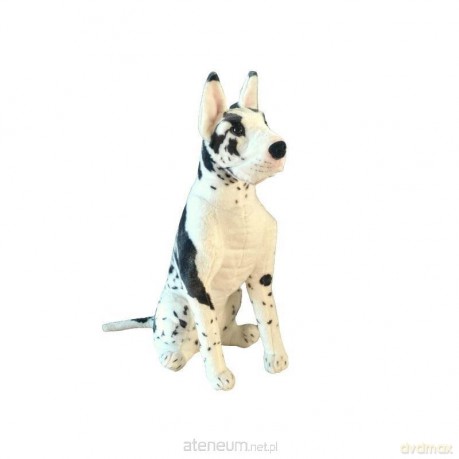 Dog niemiecki łaciaty siedzący 64 cm