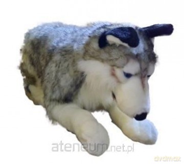 Husky 71 cm