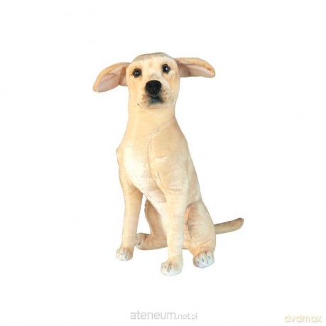 Labrador 66 cm