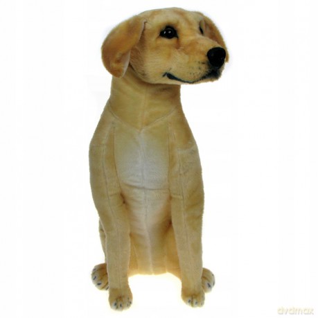 Labrador 66 cm