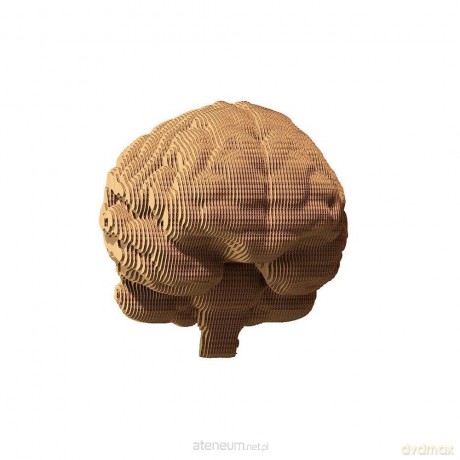 Puzzle 3D kartonowe - Mózg [PUZZLE]