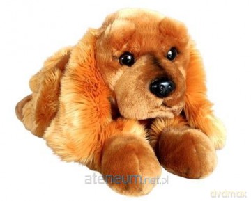 Spaniel 62 cm