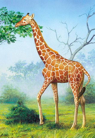 CASTOR 60 Żyrafa 06397 [PUZZLE]