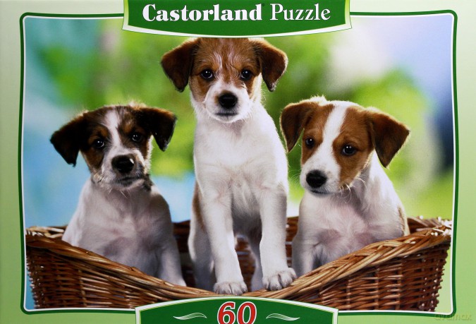 CASTOR 60 Szczeniaki Basket 06458 [PUZZLE]