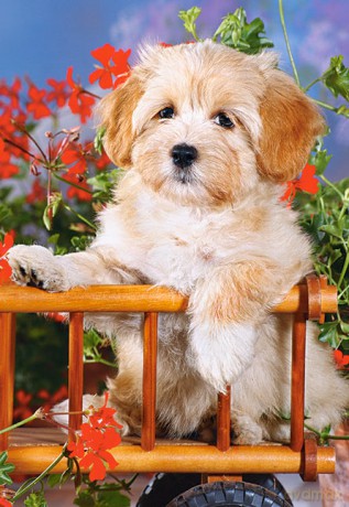 CASTOR 60 Puppy in Cart 06465 [PUZZLE]