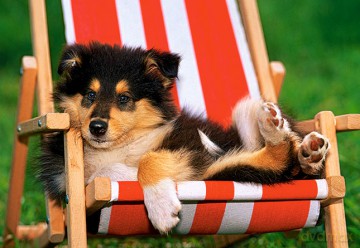 CASTOR 120 Piesek Collie Na Leżaku 12572 [PUZZLE]