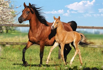 CASTOR 260 Konie, Mare i Foal 26784-1 [PUZZLE]