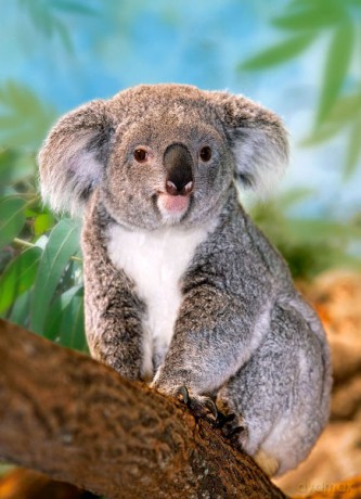 CASTOR 260 Koala 26852-1 [PUZZLE]