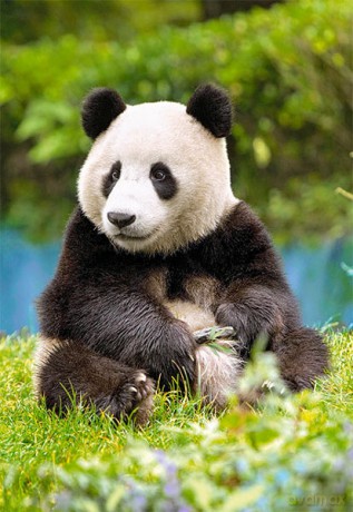 CASTOR 500 Panda 51519 [PUZZLE]