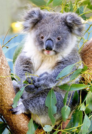 CASTOR 500 Koala 51526 [PUZZLE]