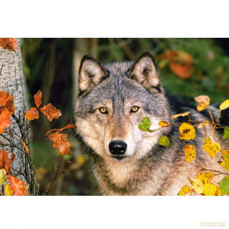 CASTOR 500 Wilk 51663 [PUZZLE]
