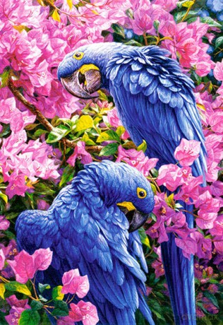 CASTOR 1000 Niebieskie Papugi 102242-1 [PUZZLE]