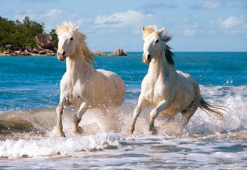CASTOR 1000 Białe Konie Camargue 102433 [PUZZLE]