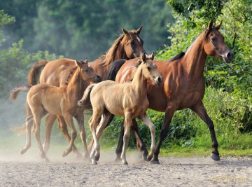 CASTOR 2000 Purebred Arabians 200313 [PUZZLE]