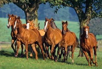 CASTOR 1500 Quarter Horses 150748 [PUZZLE]