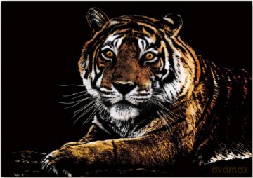 Magiczna zdrapka Tiger