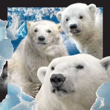 Pocztówka 3D Niedźwiedzie polarne