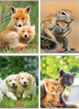 Zeszyt A4/32K linia Animals (10 szt)