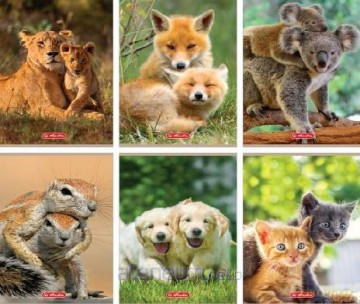 Zeszyt A5/32K kratka Animals (10 szt)
