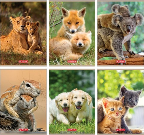 Zeszyt A5/32K linia podwójna Animals (10 szt)